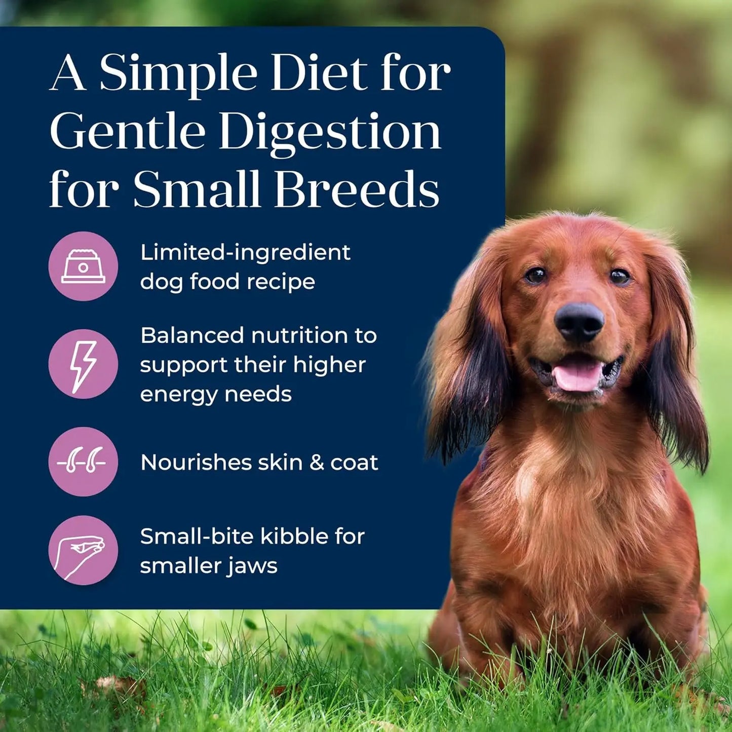 Basics Dry Dog Food for Small Breed Adult Dogs,