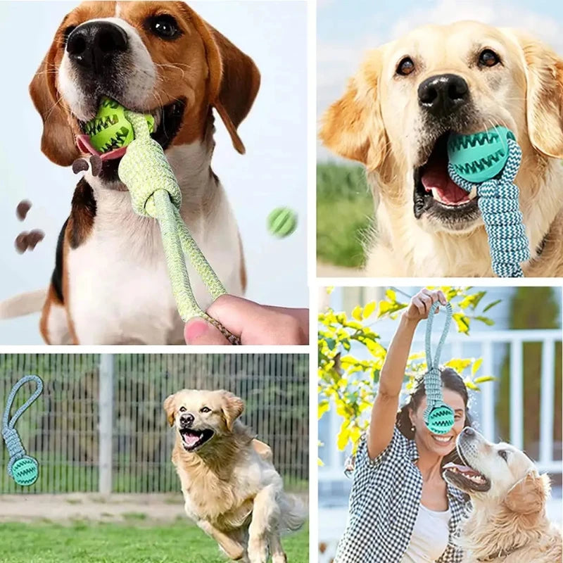RDsPetSupplies24