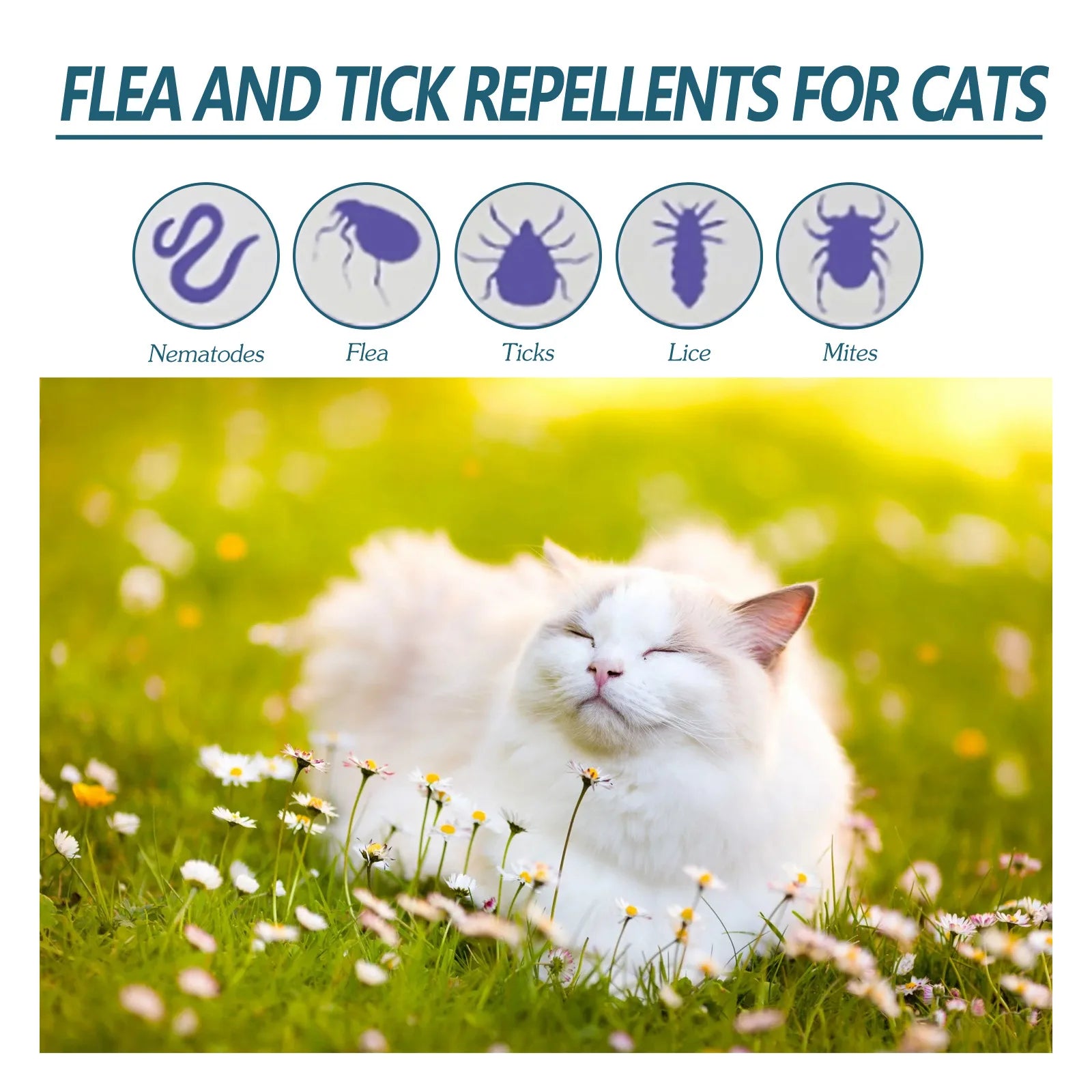 RDsPetSupplies24